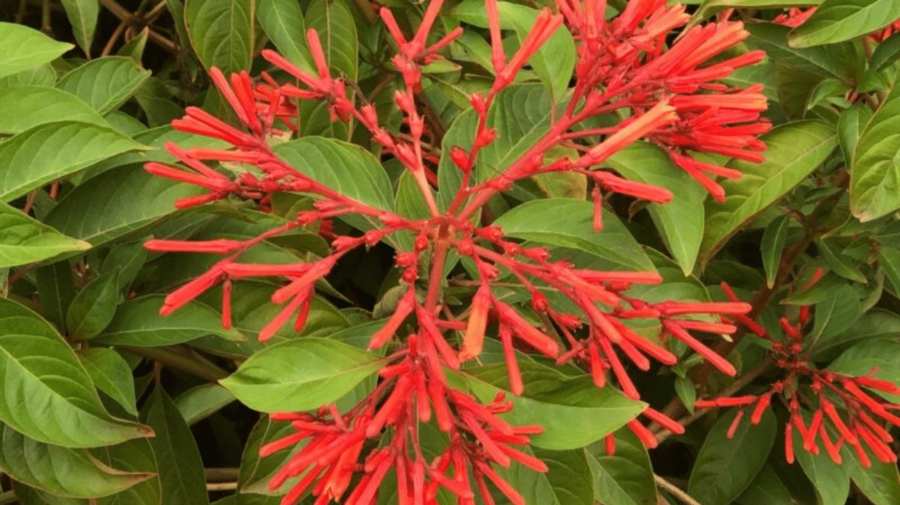 Firebush