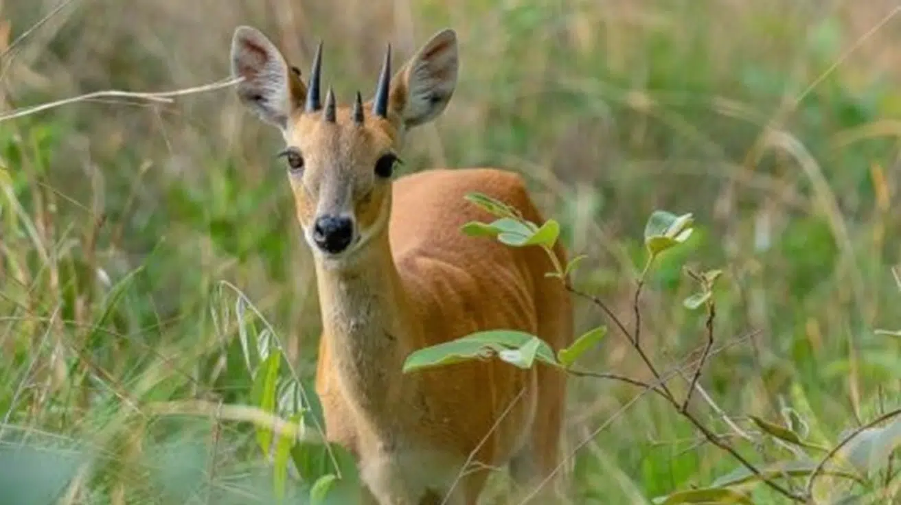 Four-Horned_Antelope