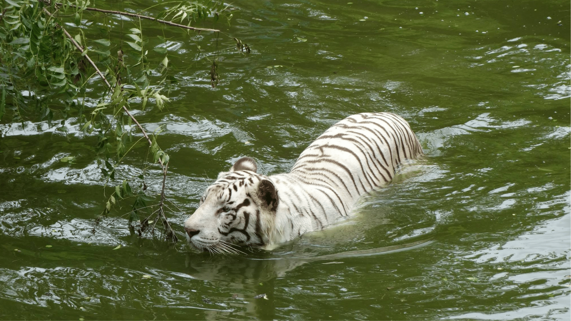 Fun_Facts_About_White_Tigers_Where_They_Roam__How_They_Live