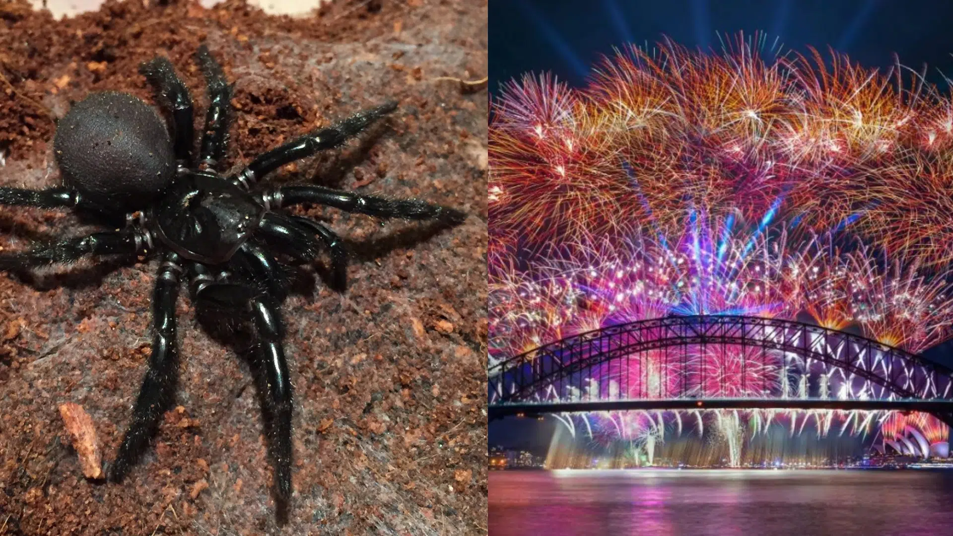 Fun__Quirky_Sydney_Facts