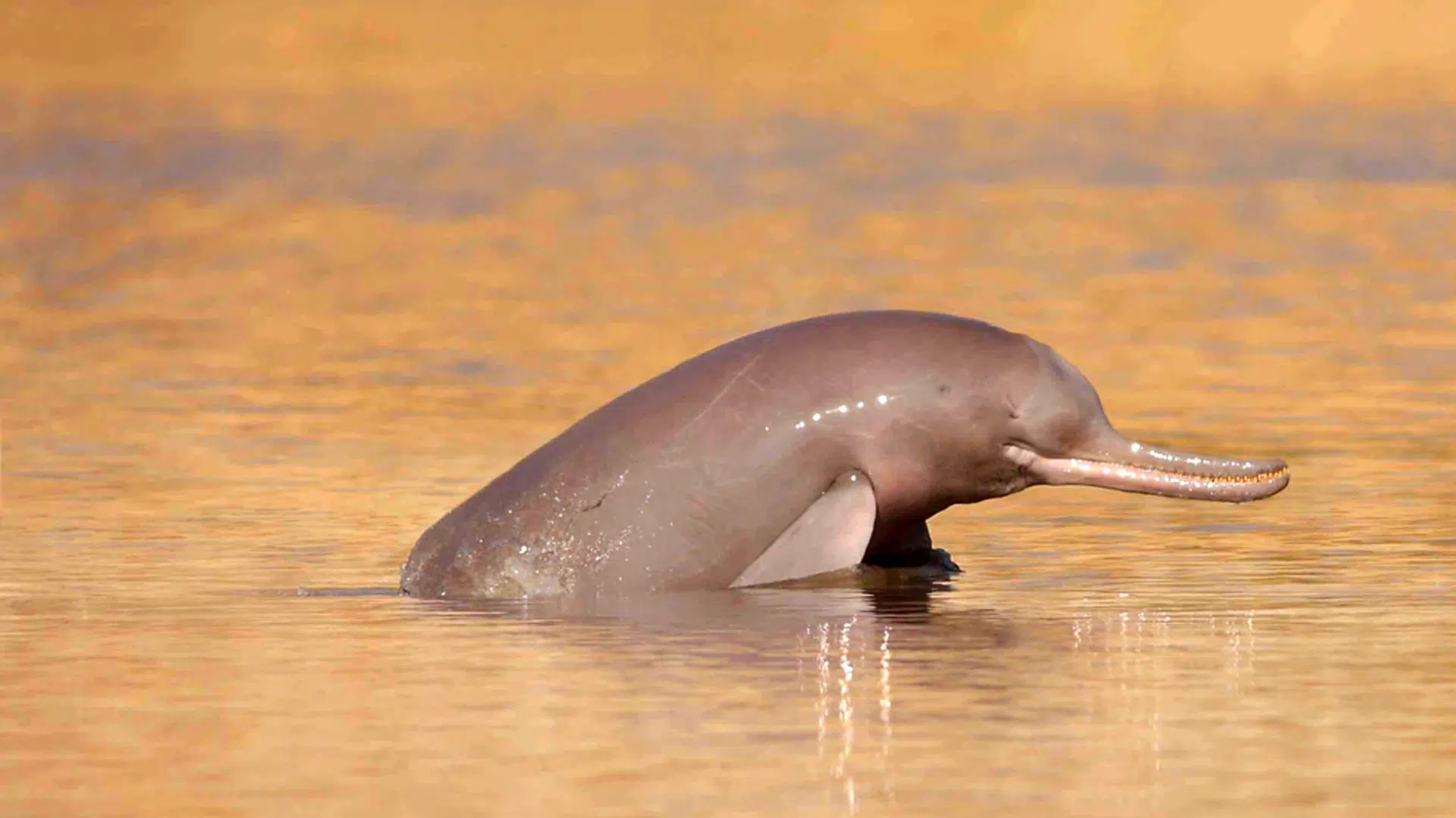 Ganges_River_Dolphin