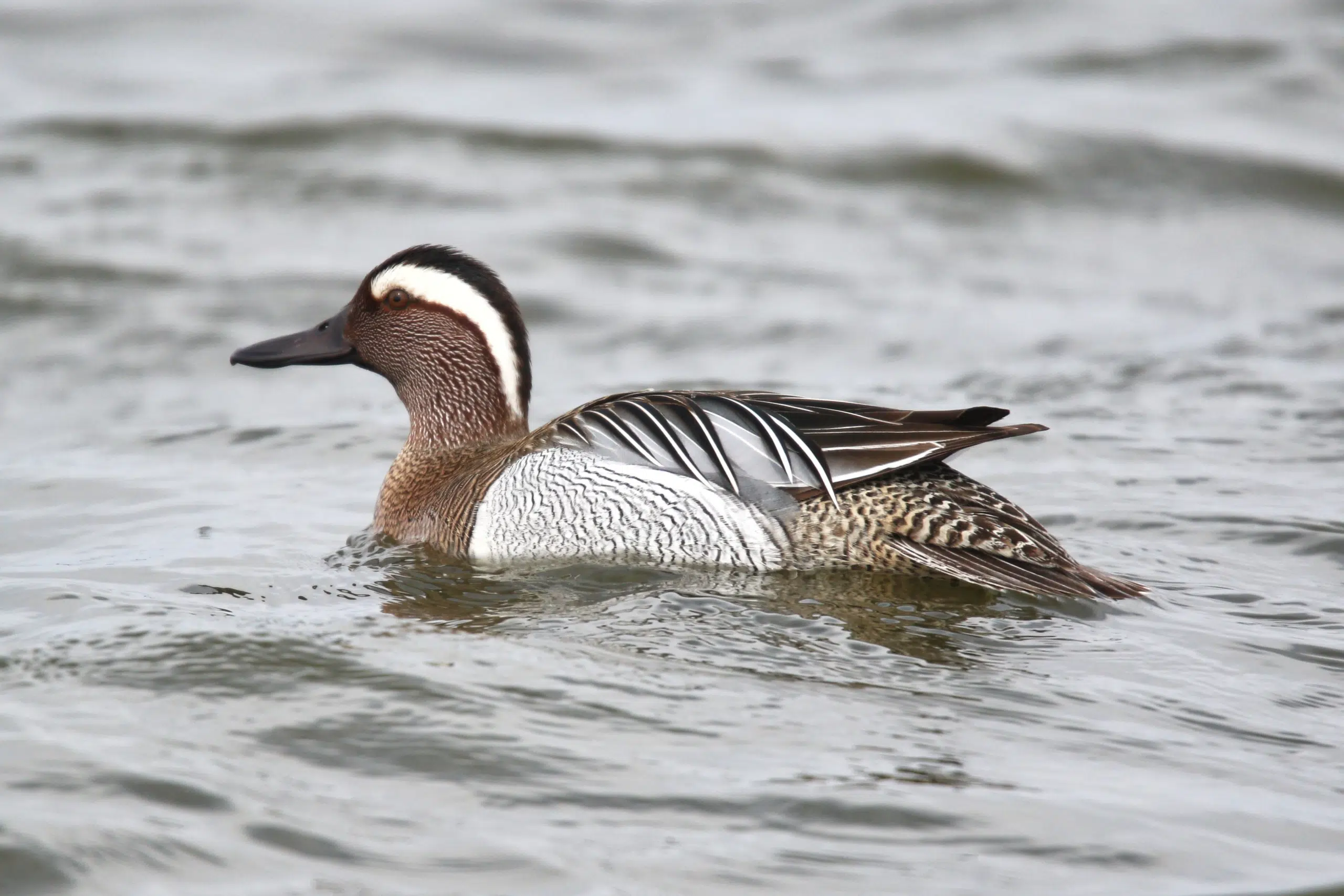 Garganey