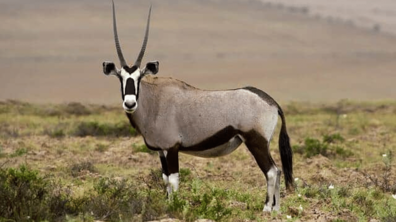 Gemsbok_Oryx