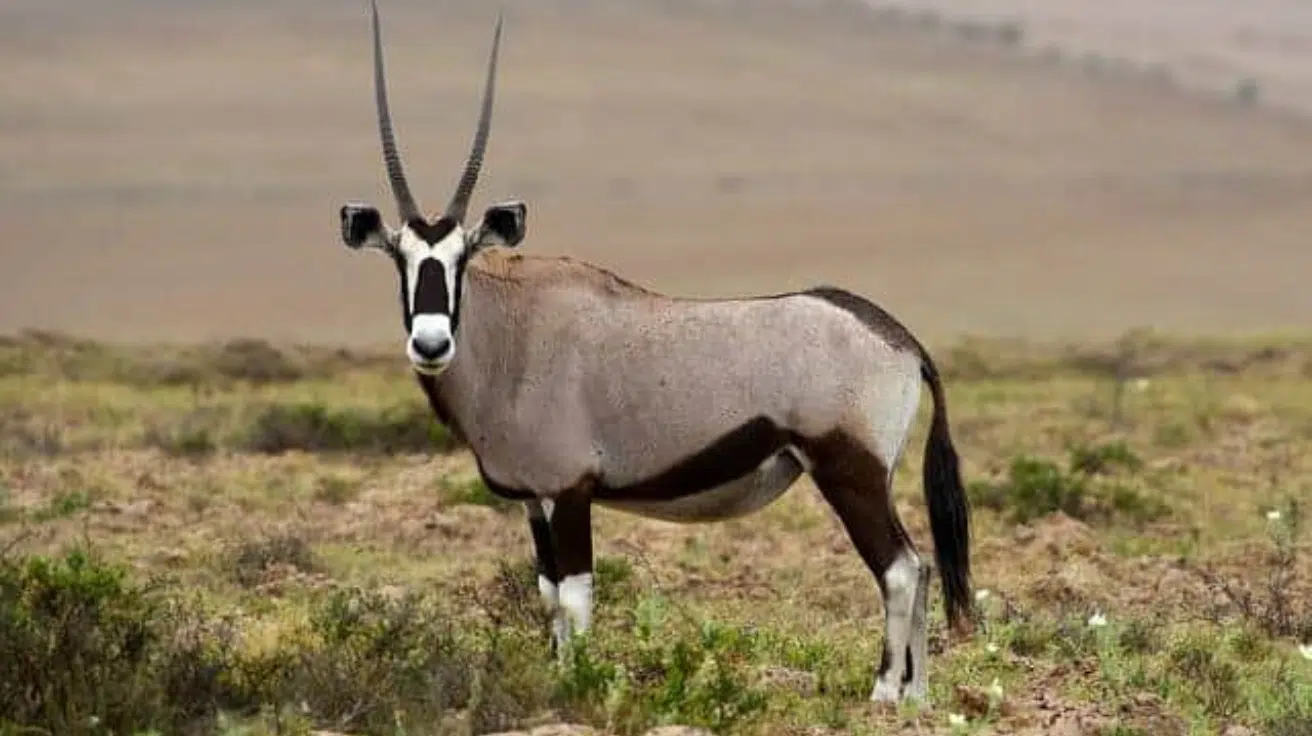 Gemsbok_Oryx