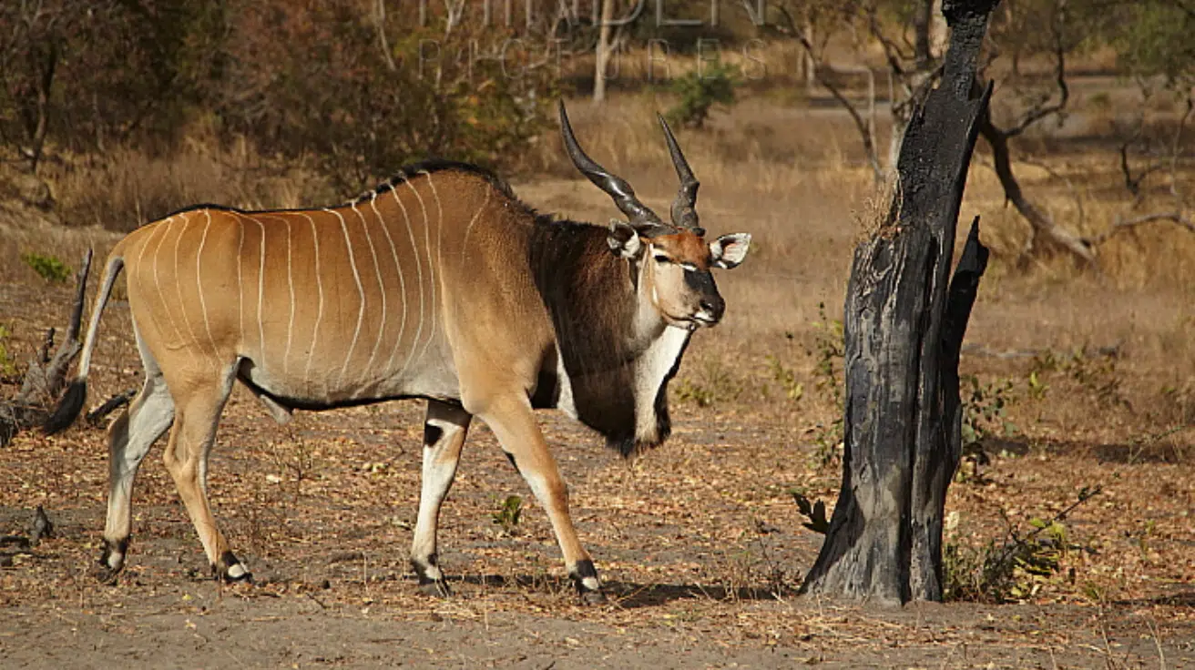 Giant_Eland