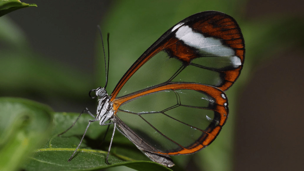 Glasswing