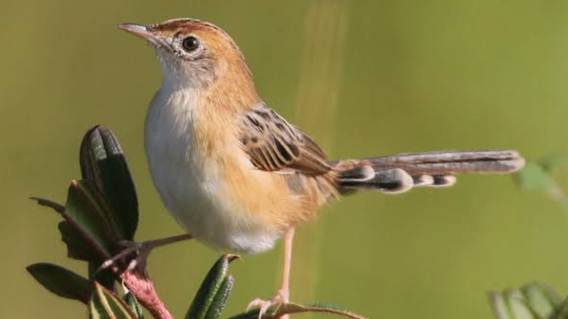Golden-headed_Cisticola