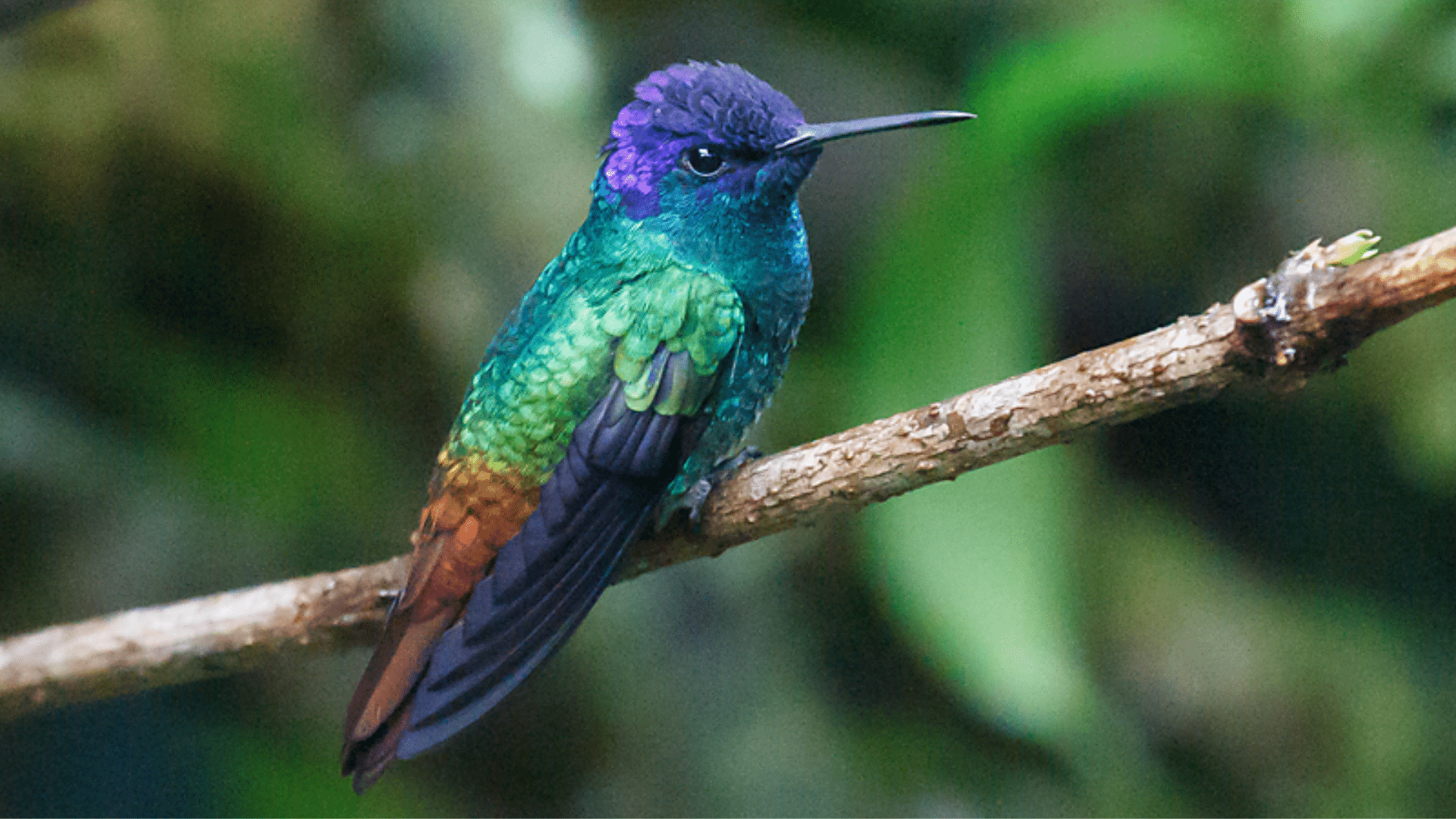 Golden-tailed_Sapphire