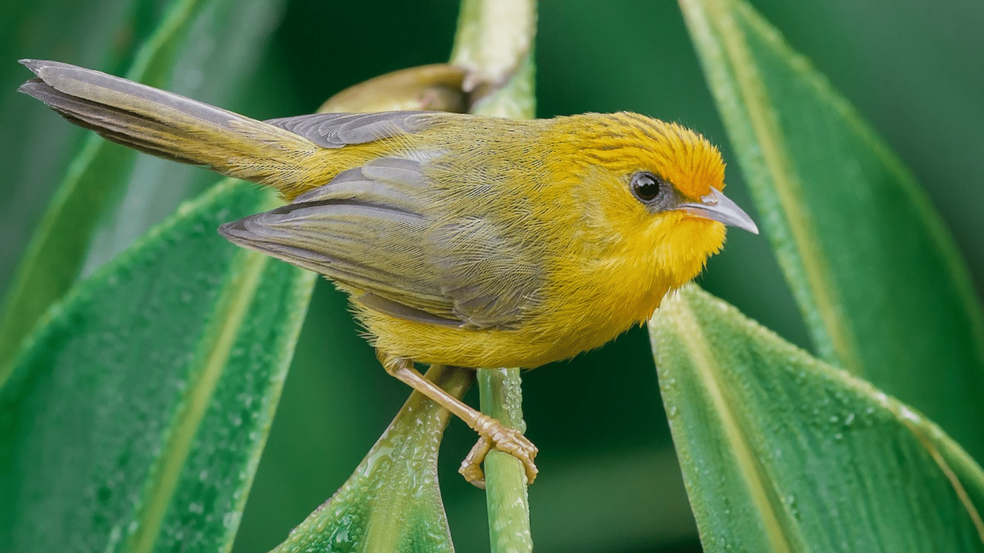Golden_Babbler