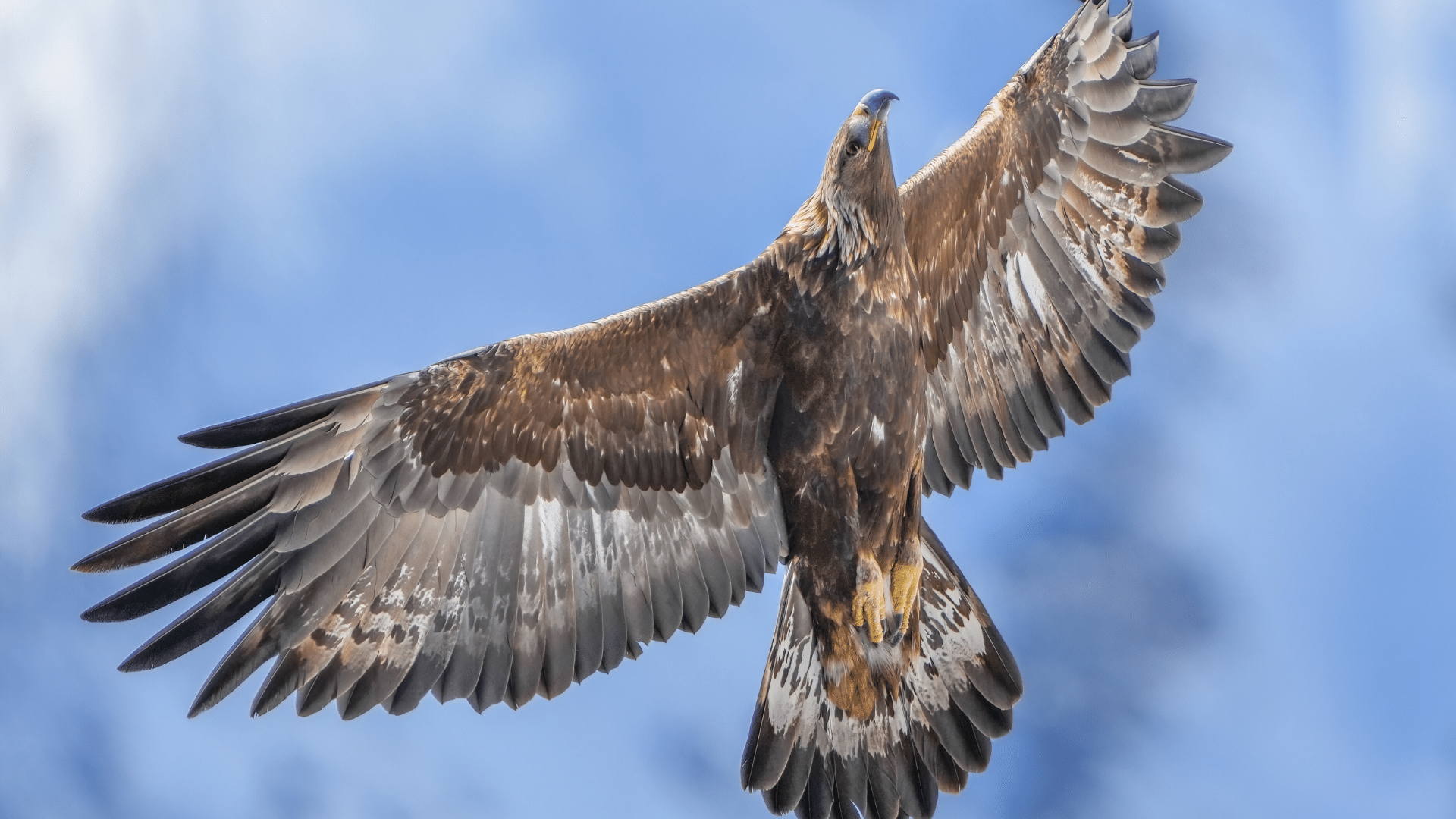 Golden_Eagle