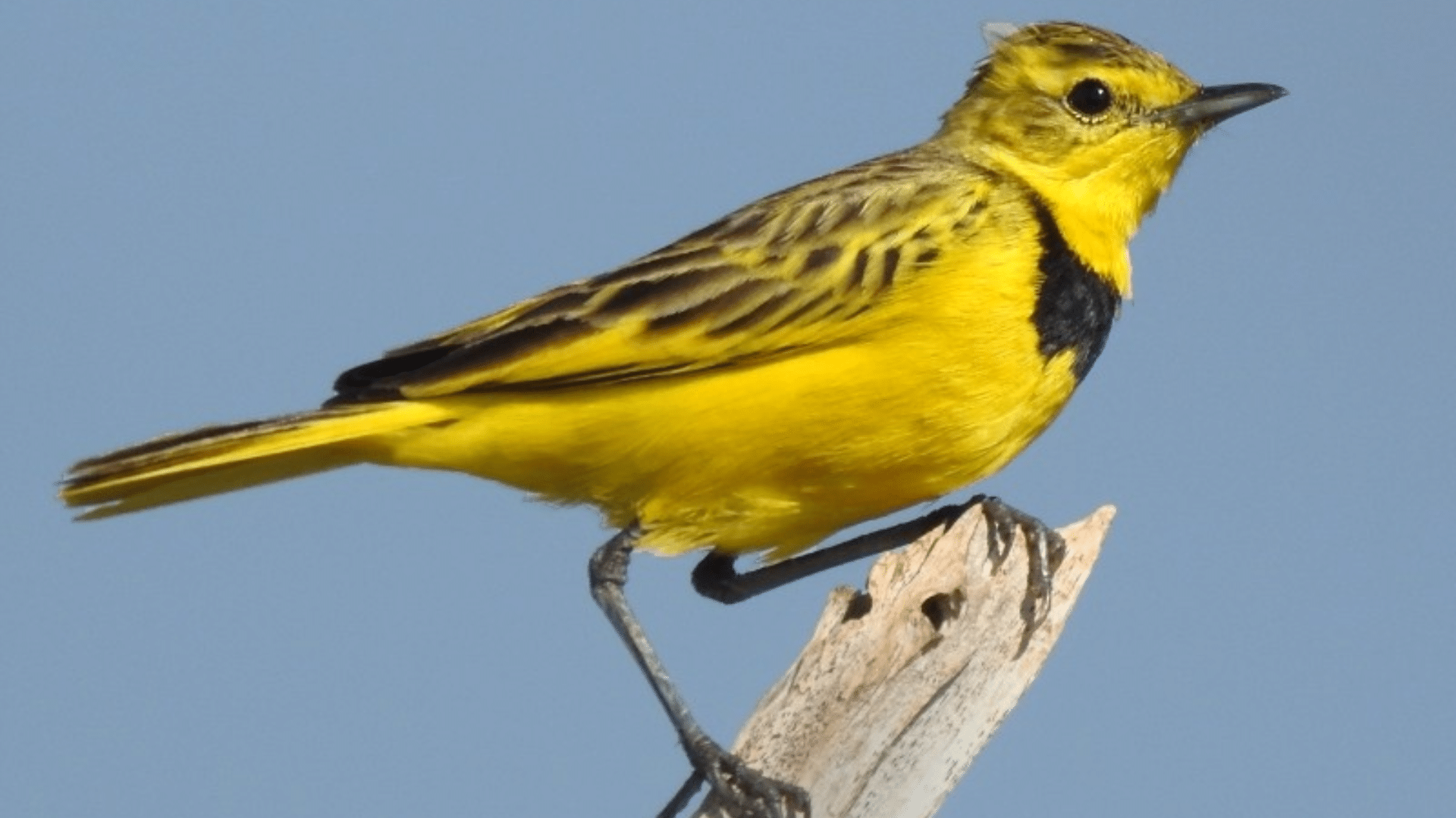 Golden_Pipit
