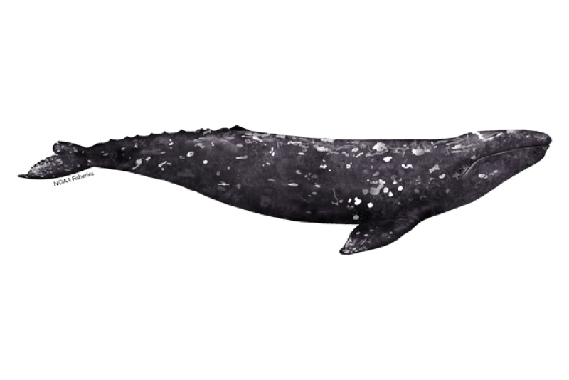 Gray_Whale_Eschrichtius_robustus