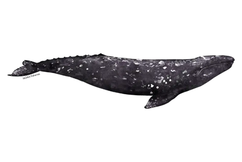 Gray_Whale_Eschrichtius_robustus