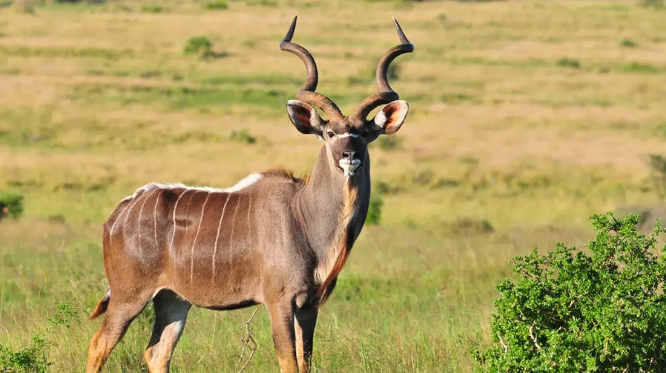 Greater_Kudu