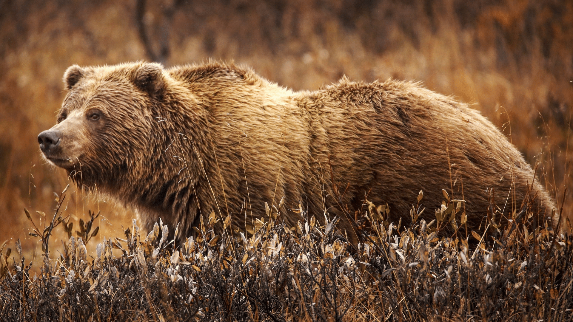 Grizzly_Bear