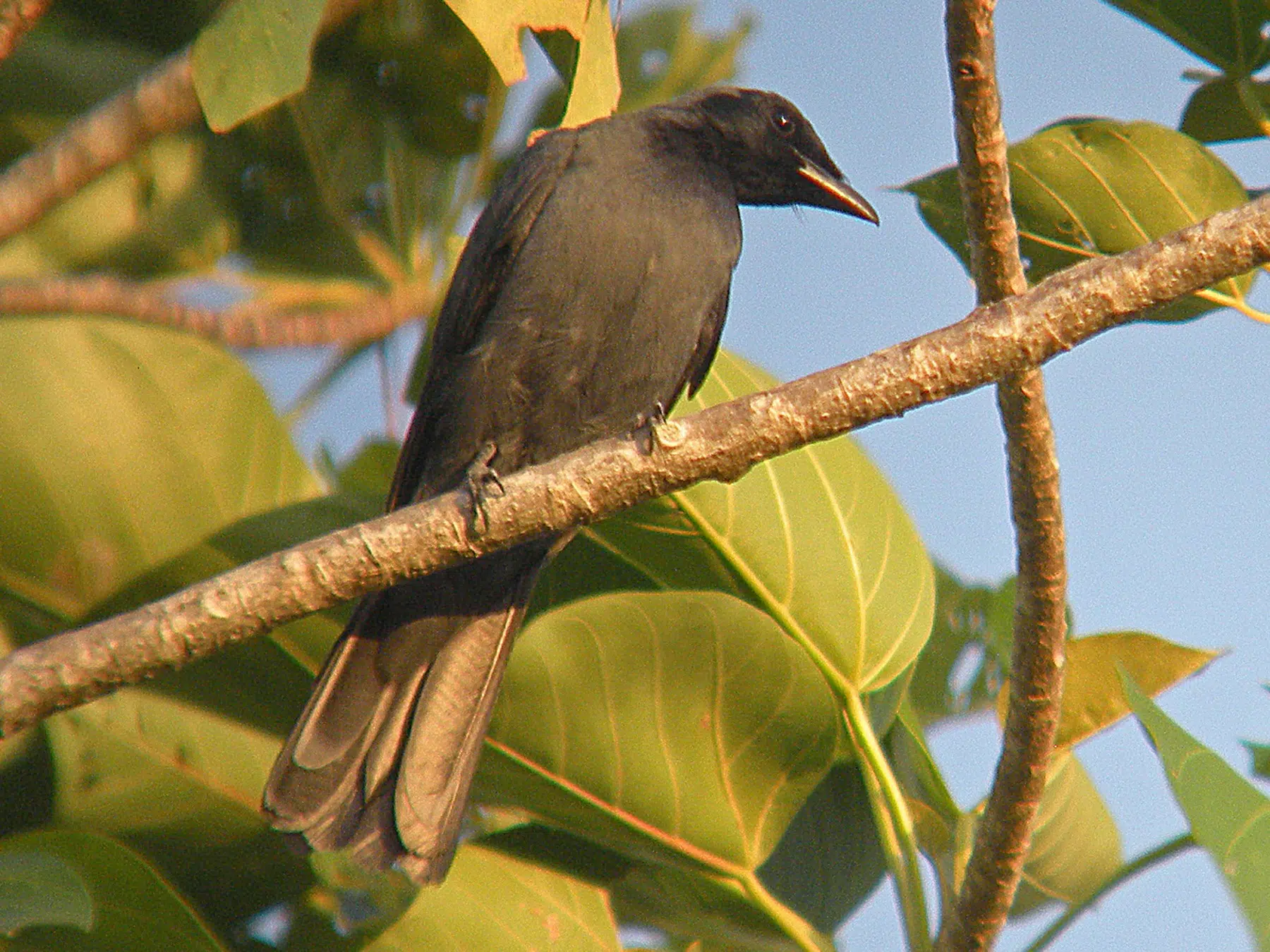 Halmahera_Cuckooshrike