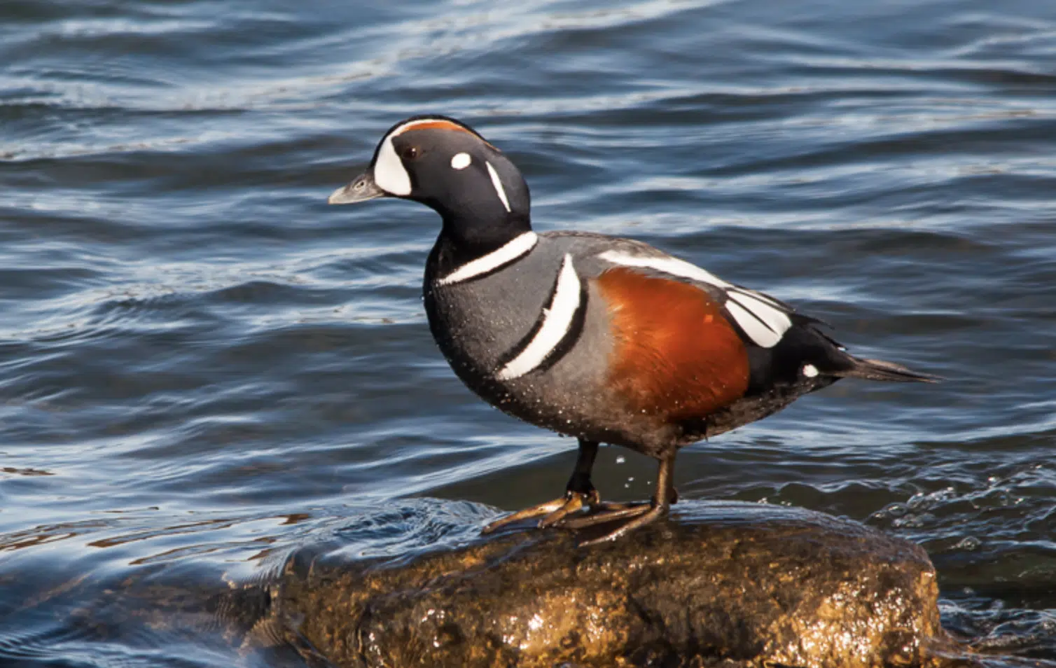 Harlequin_Duck