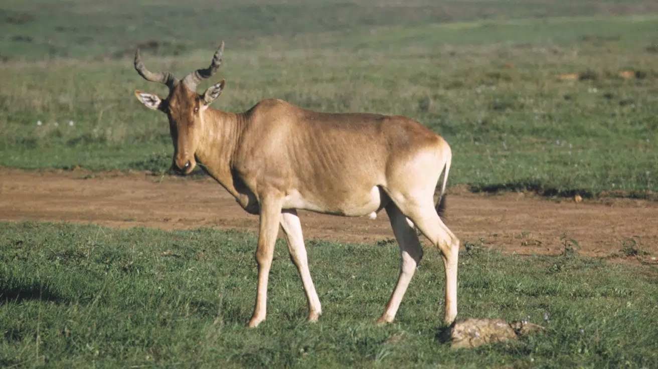 Hartebeest