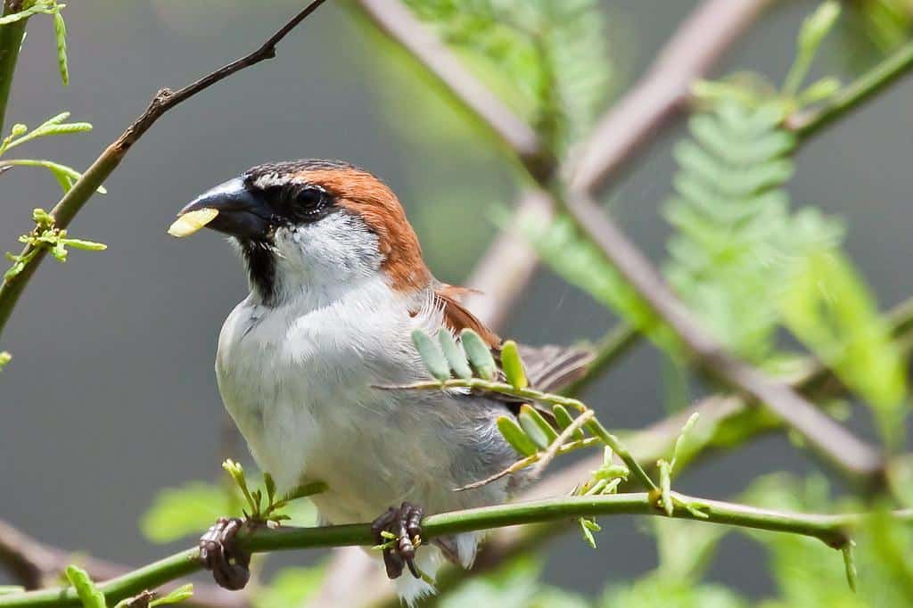 Iago_Sparrow