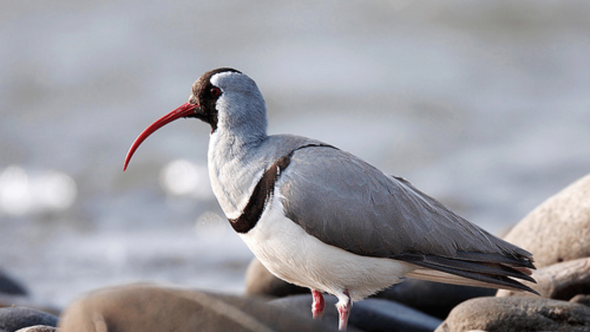 Ibisbill