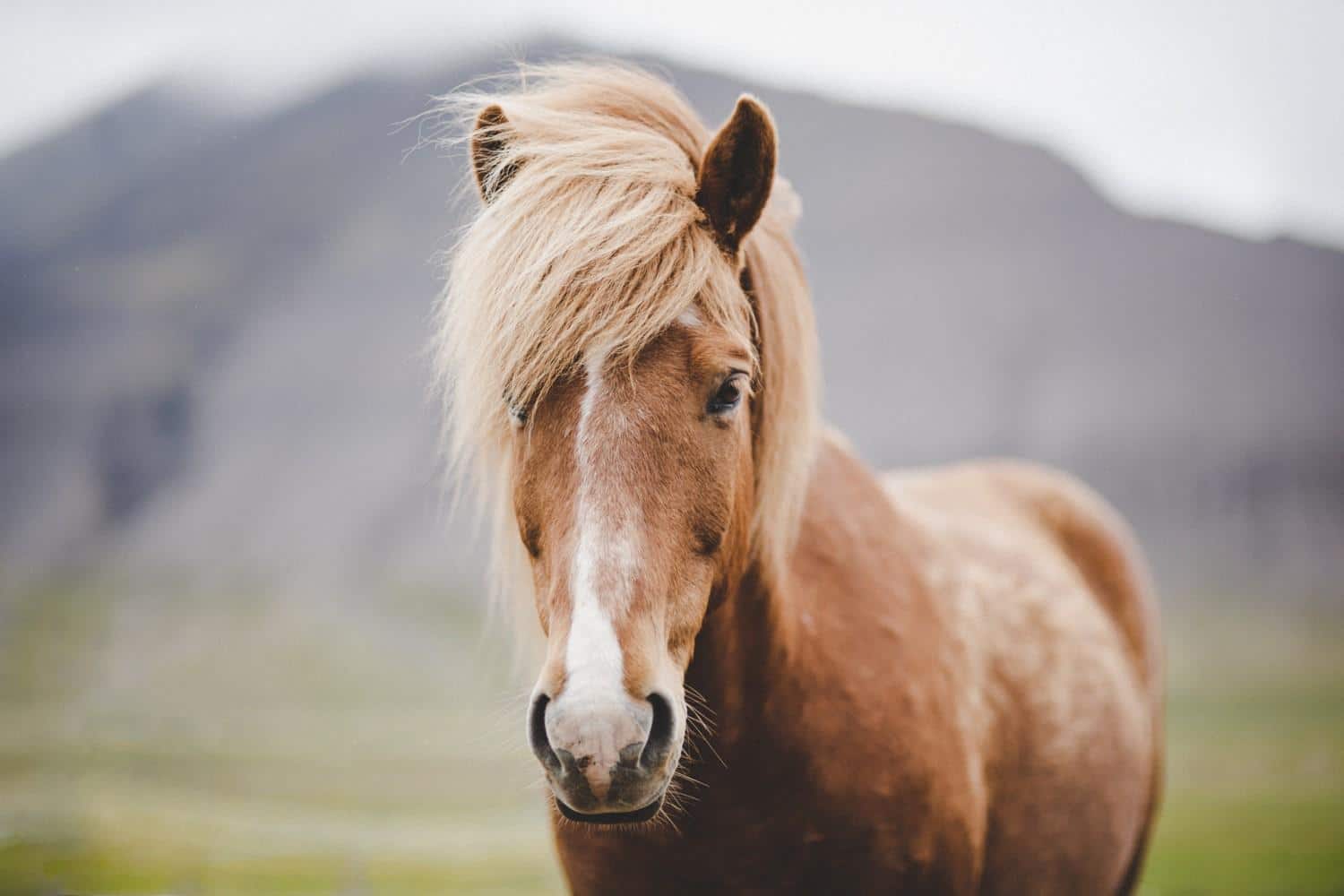 Icelandic_Horse