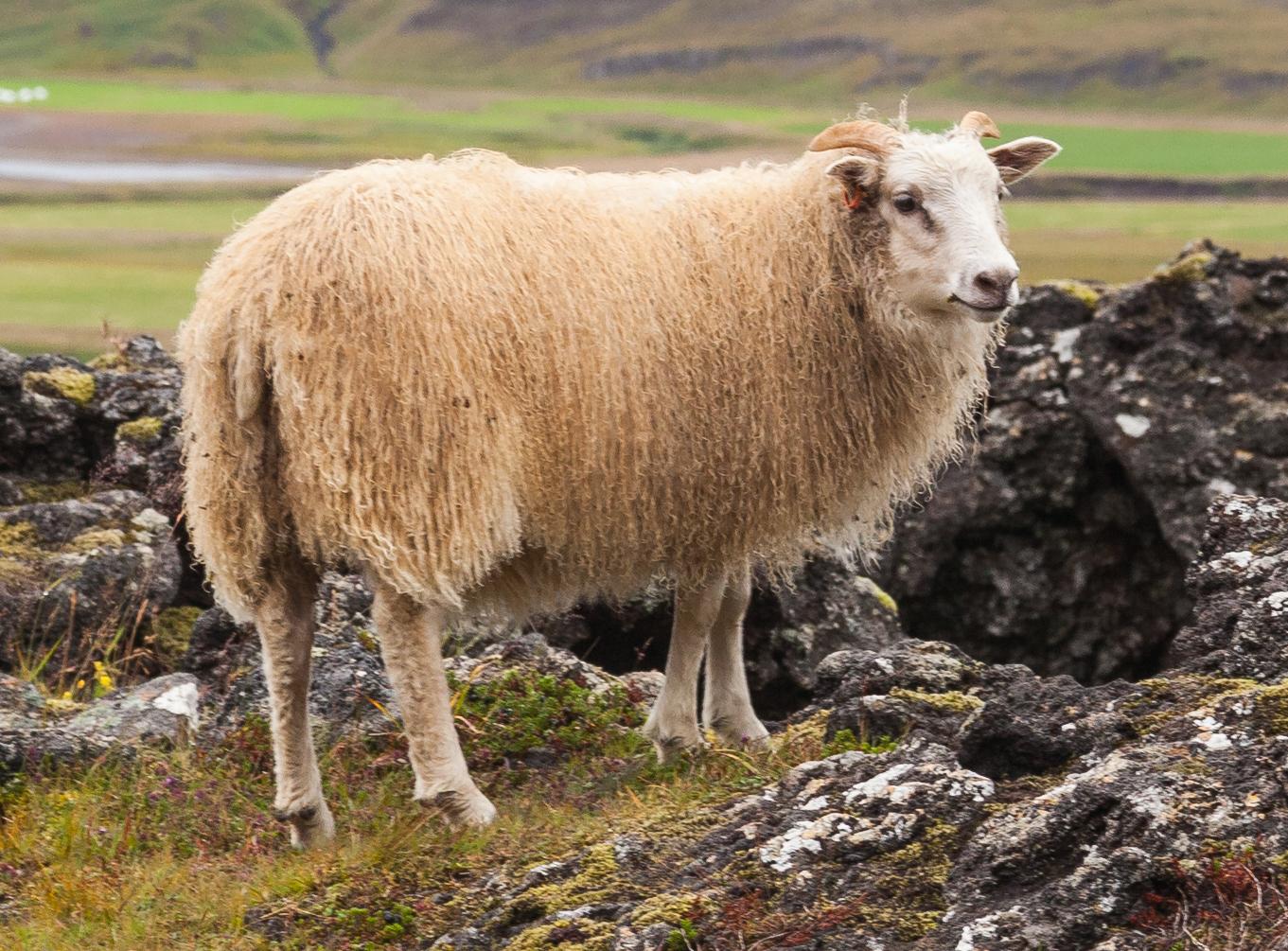 Icelandic_Sheep