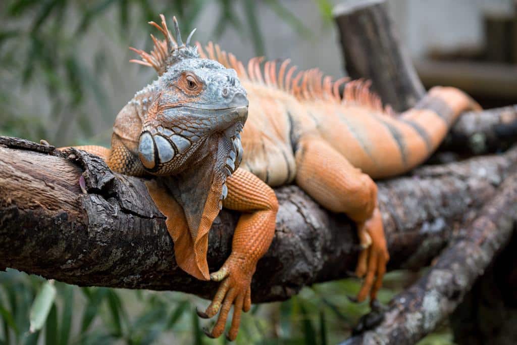 Iguana
