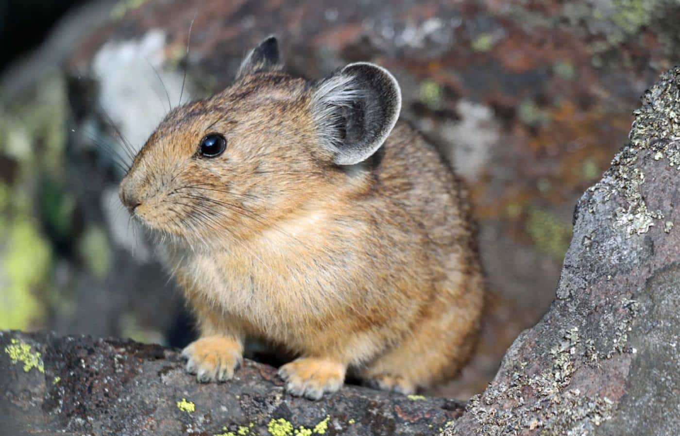 Ili Pika