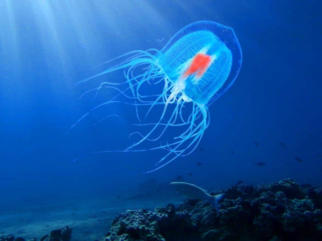 Immortal_Jellyfish
