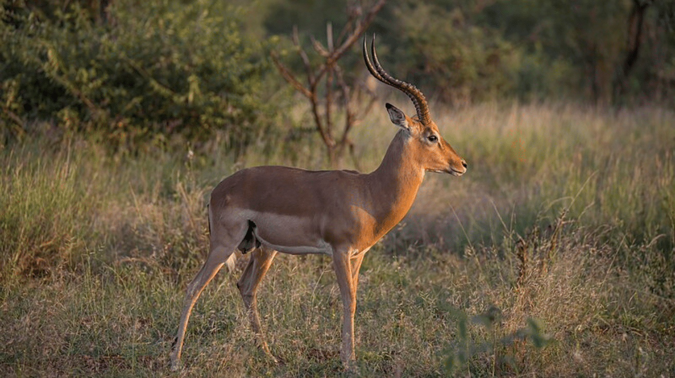 Impala