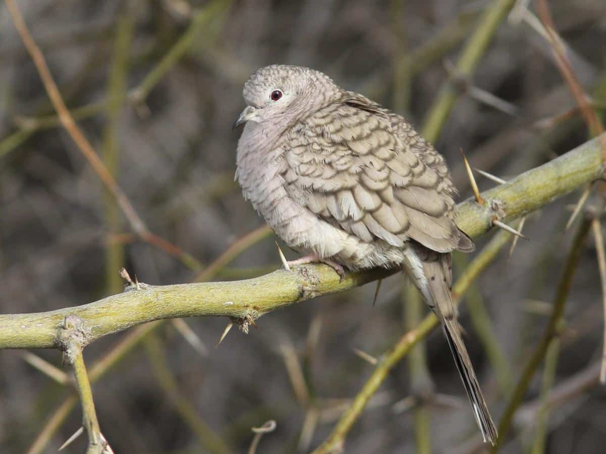 Inca_Dove