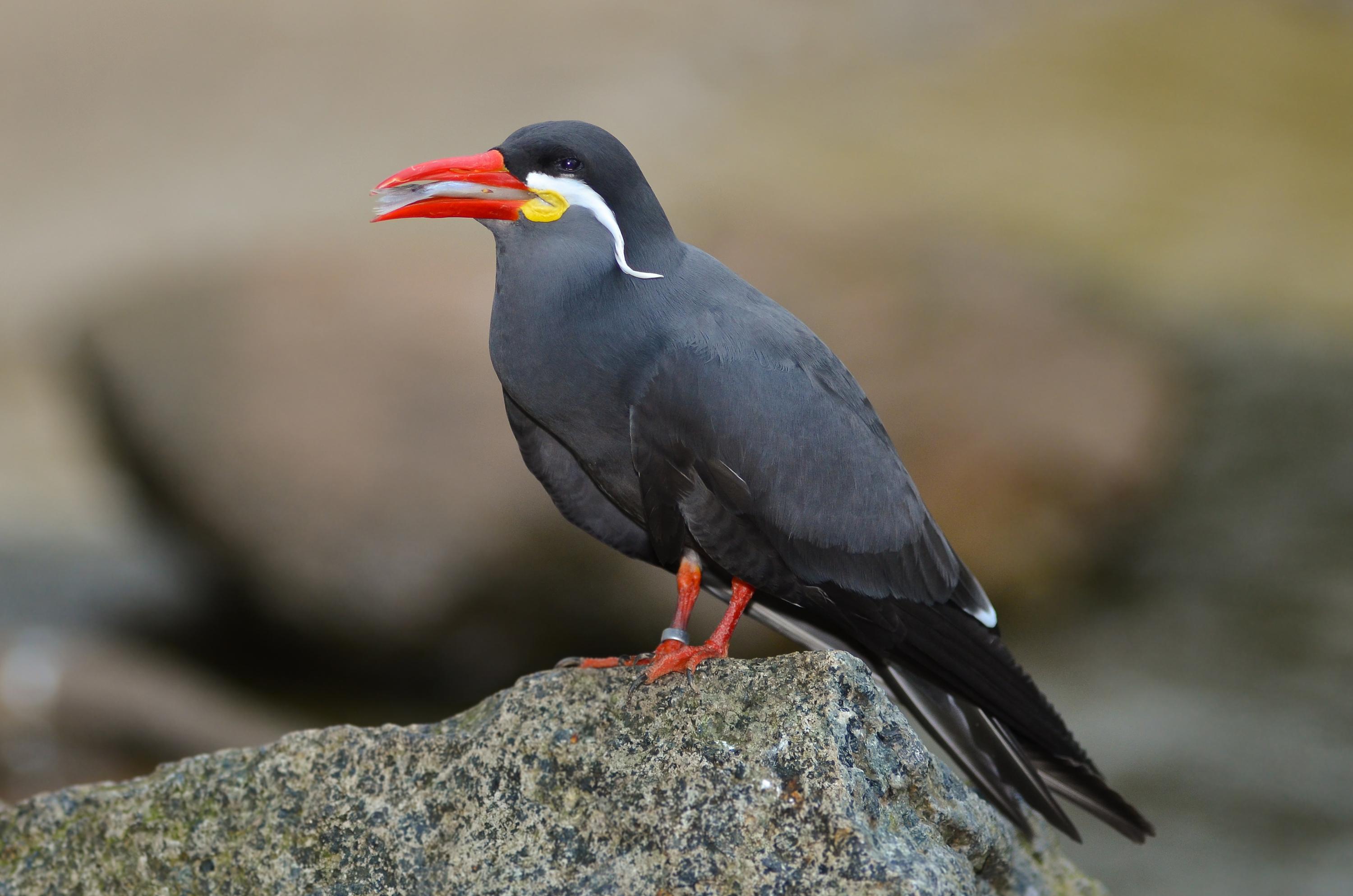 Inca_Tern