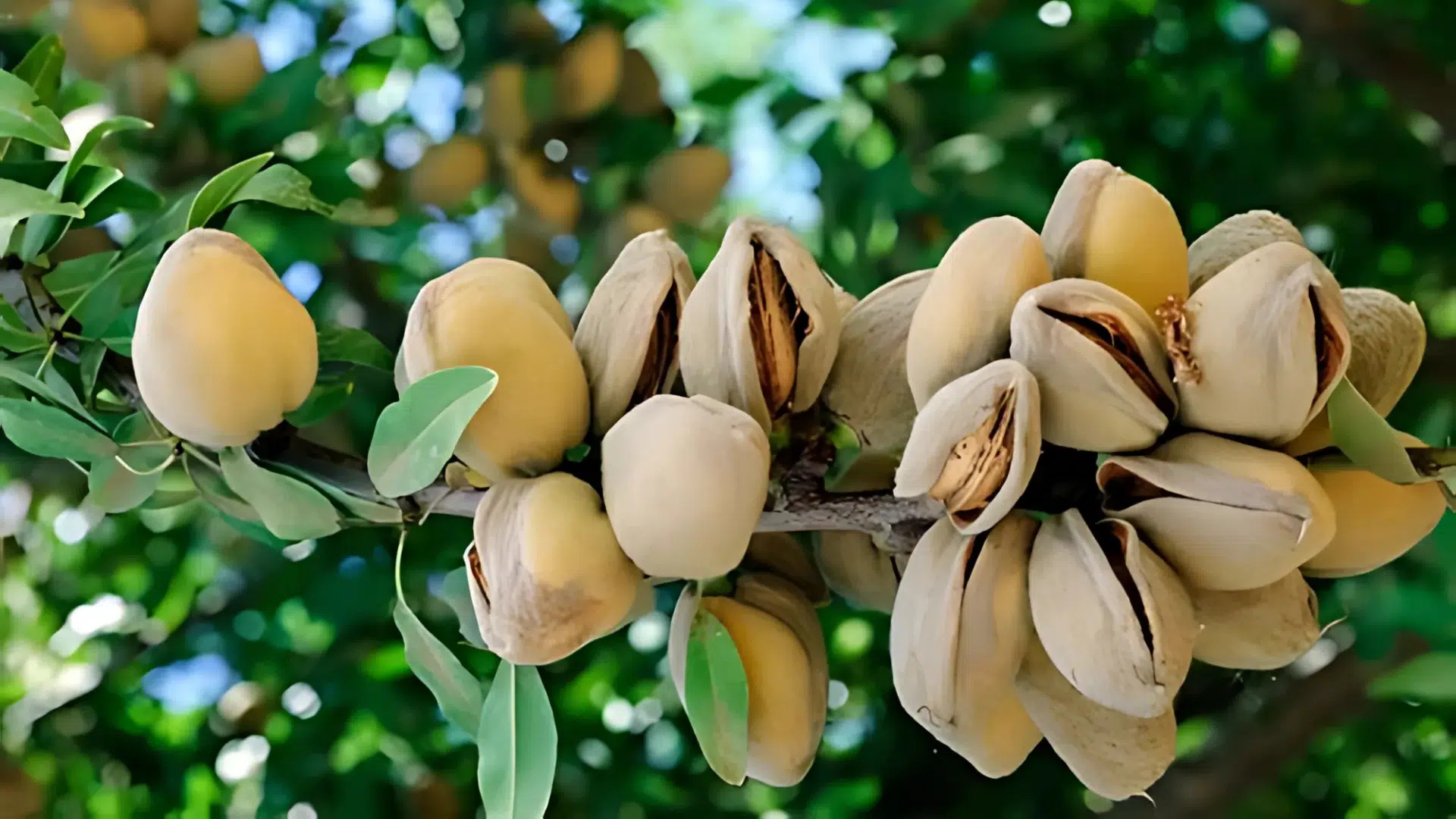 Indian_Almond