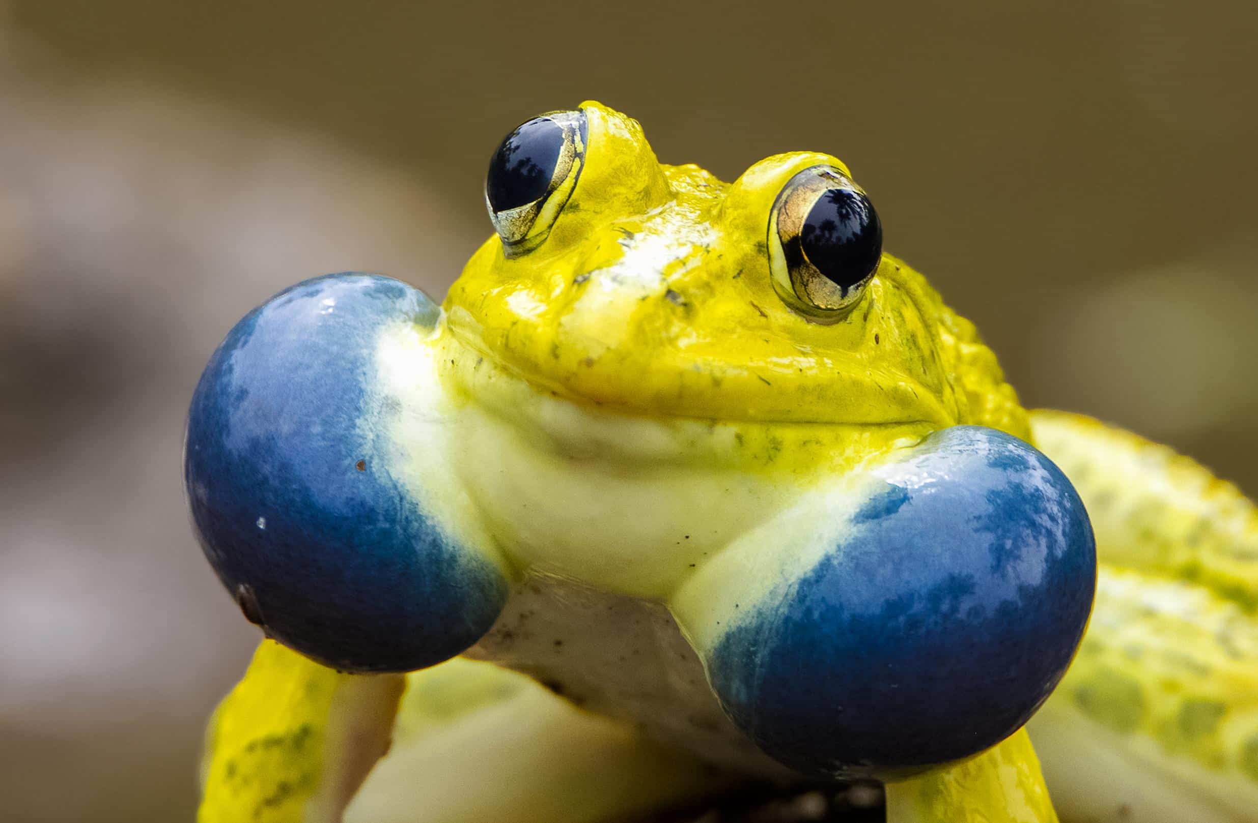 Indian_Bullfrog