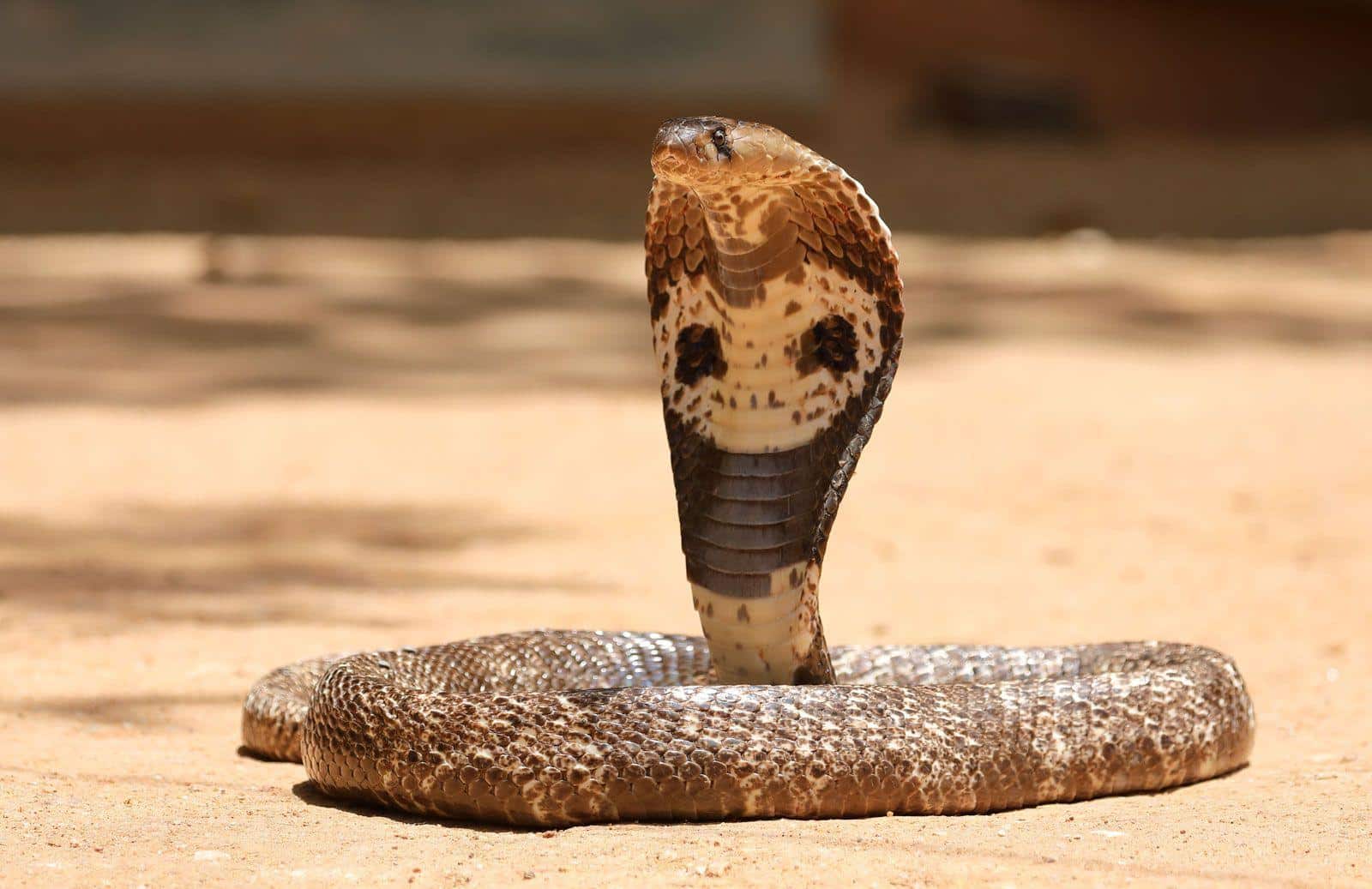 Indian_Cobra