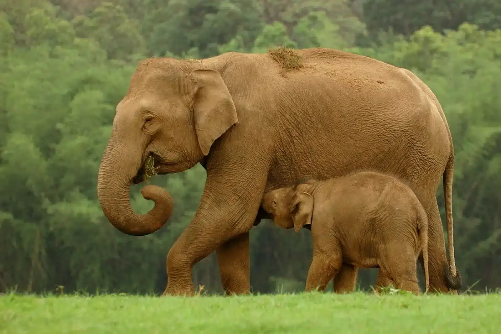 Indian_Elephant