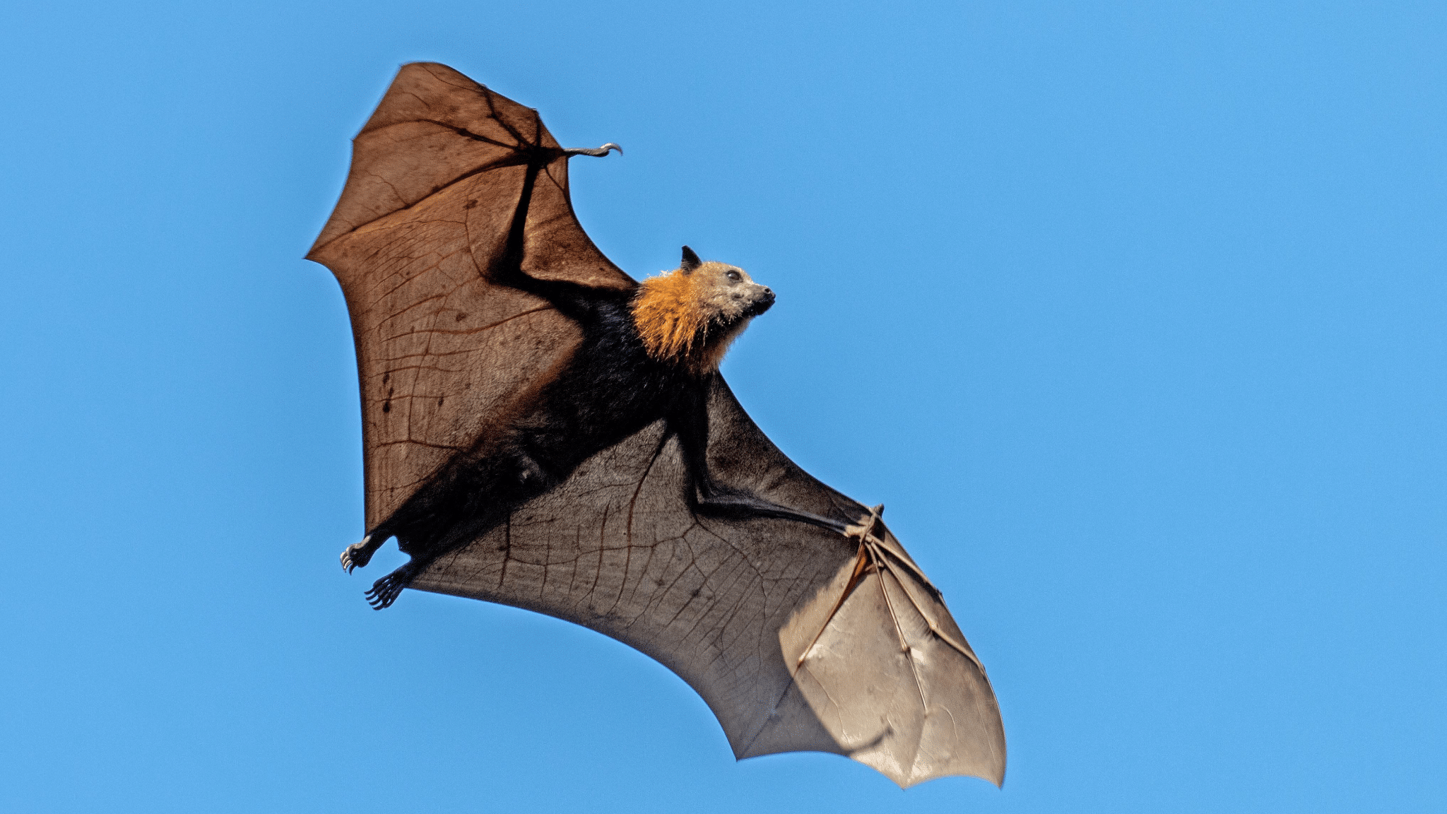 Indian_Flying_Fox