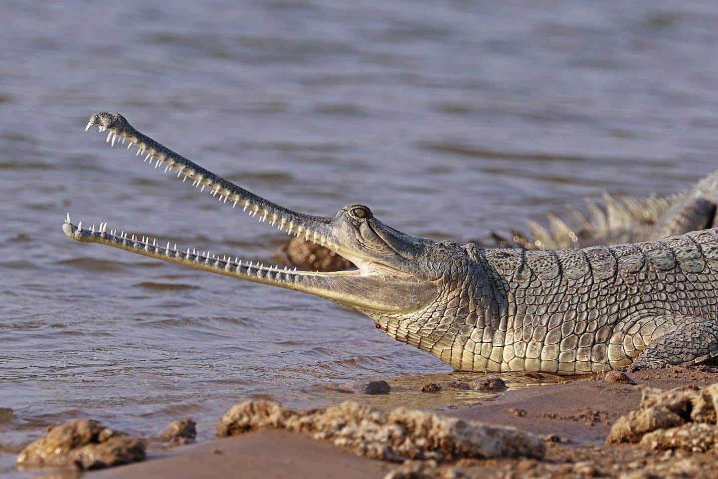 Indian_Gharial