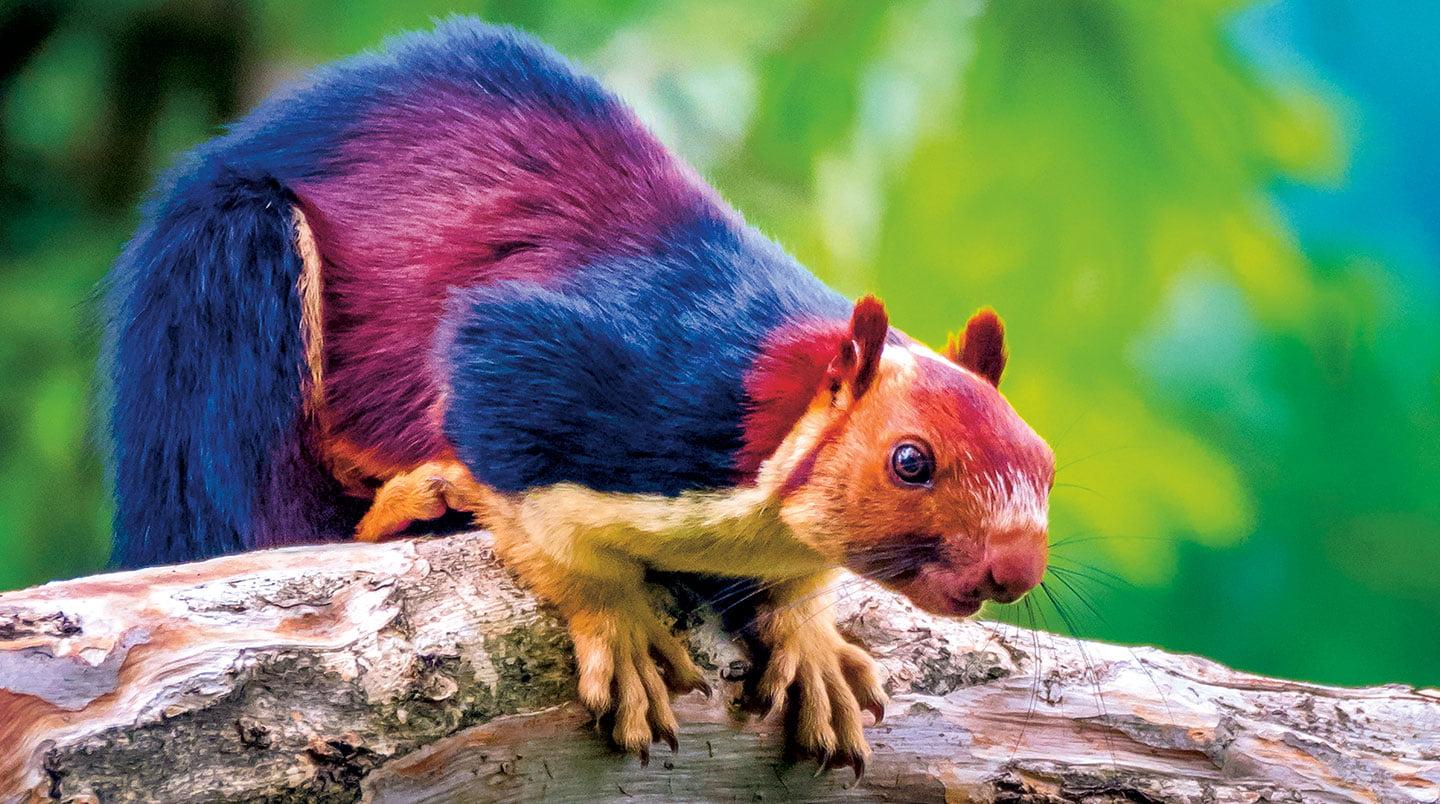 Indian_Giant_Squirrel