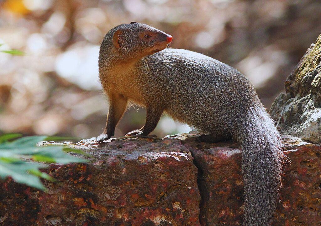 Indian_Grey_Mongoose