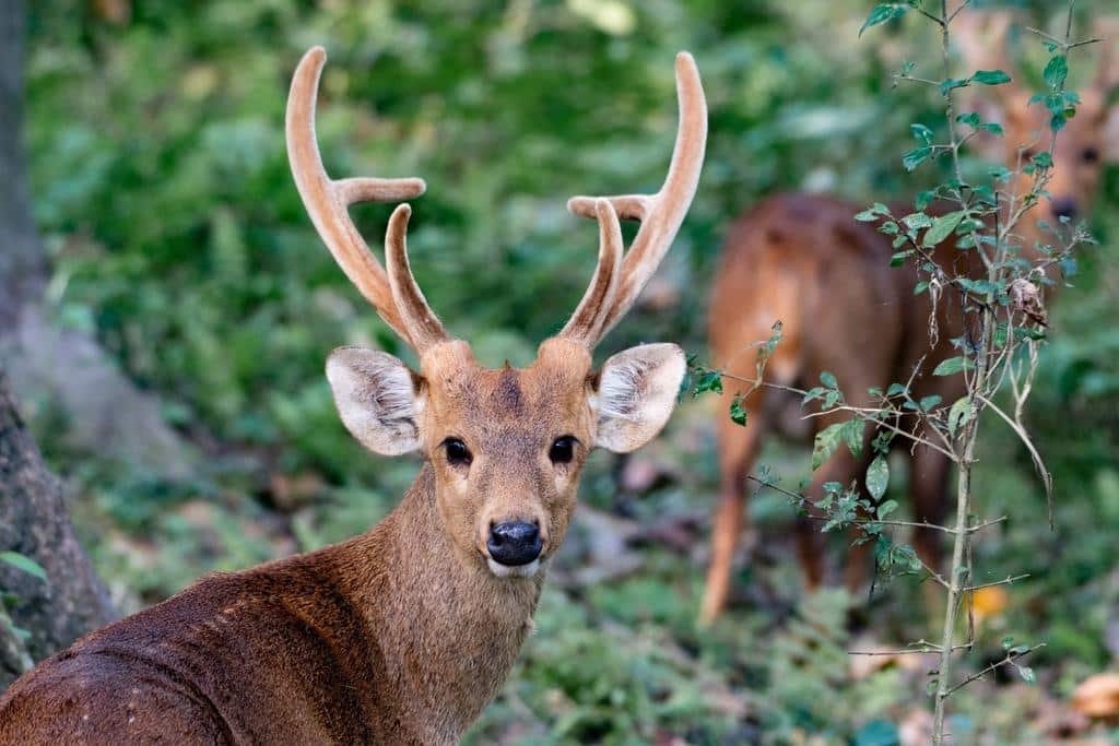 Indian_Hog_Deer