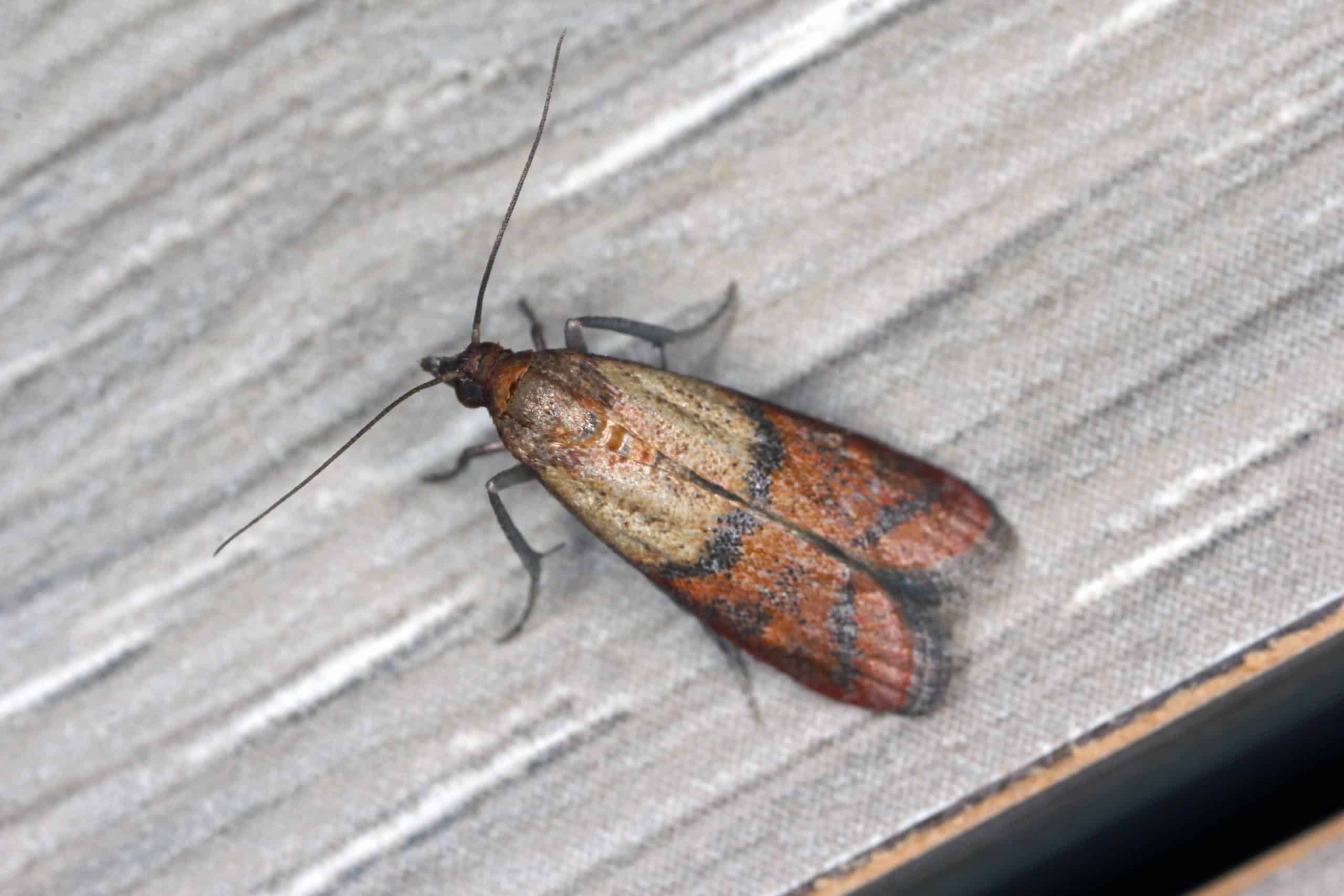 Indian_Meal_Moth