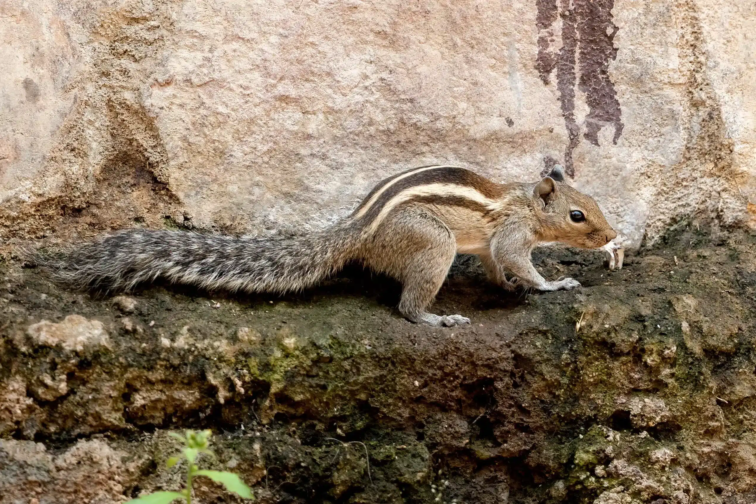 Indian_Palm_Squirrel