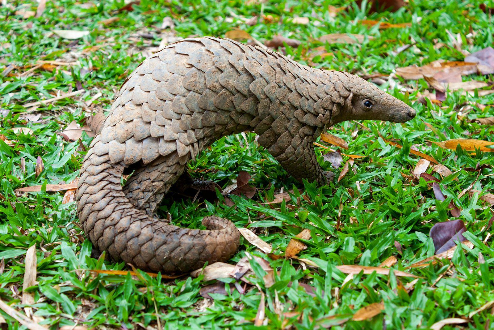 Indian_Pangolin
