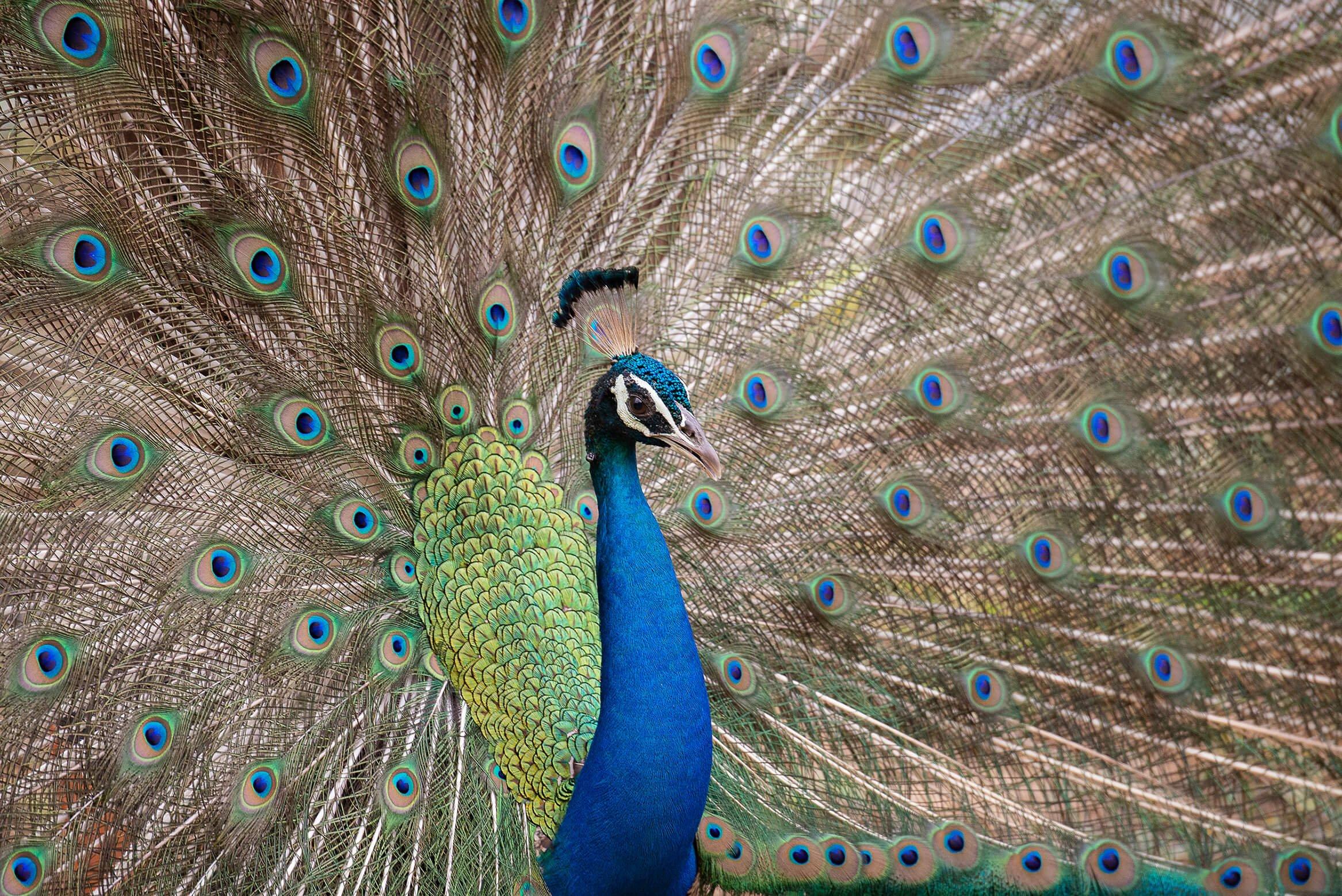 Indian_Peafowl