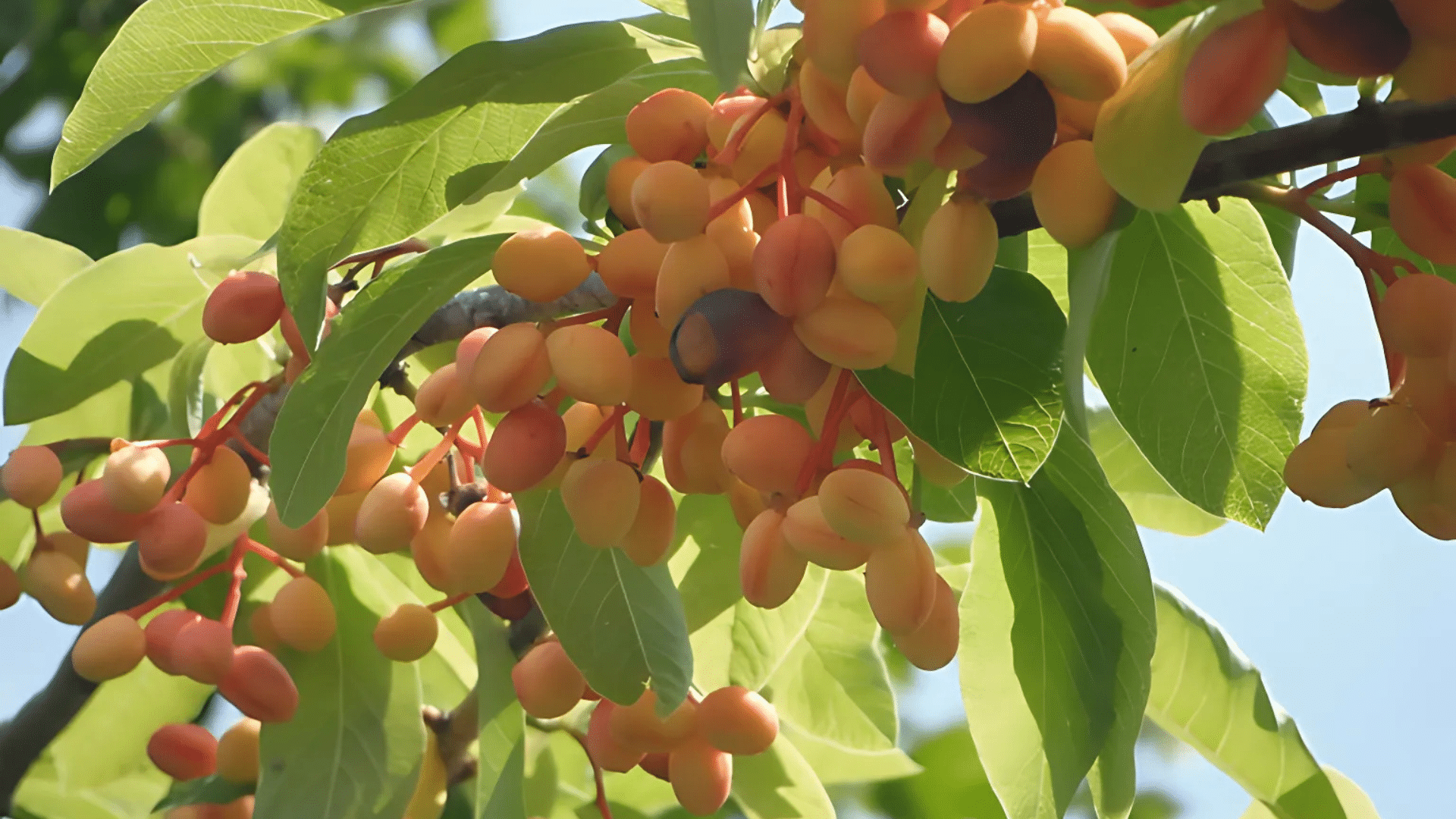Indian_Plum