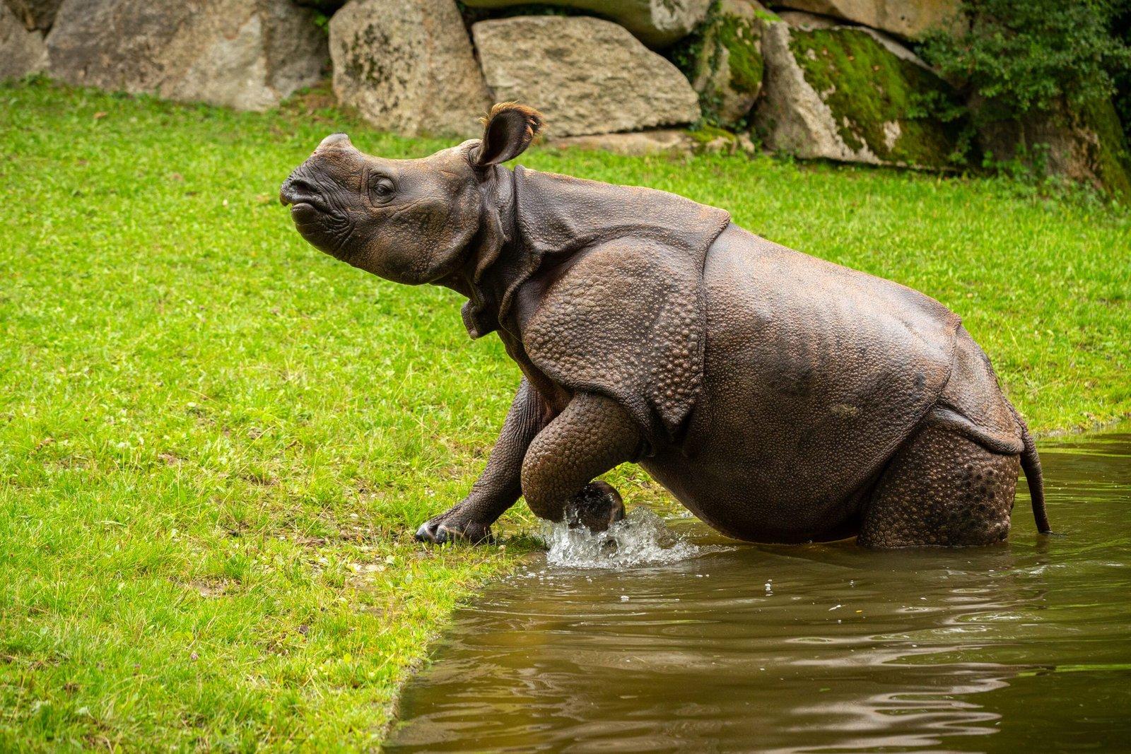 Indian_Rhinoceros