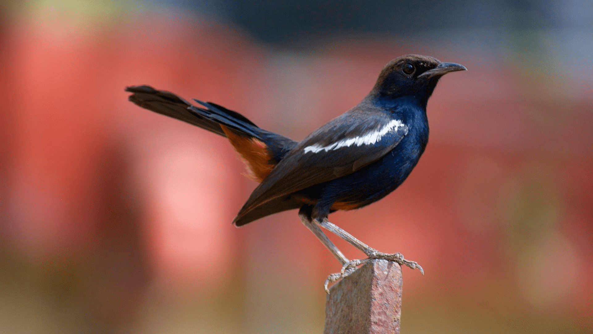 Indian_Robin