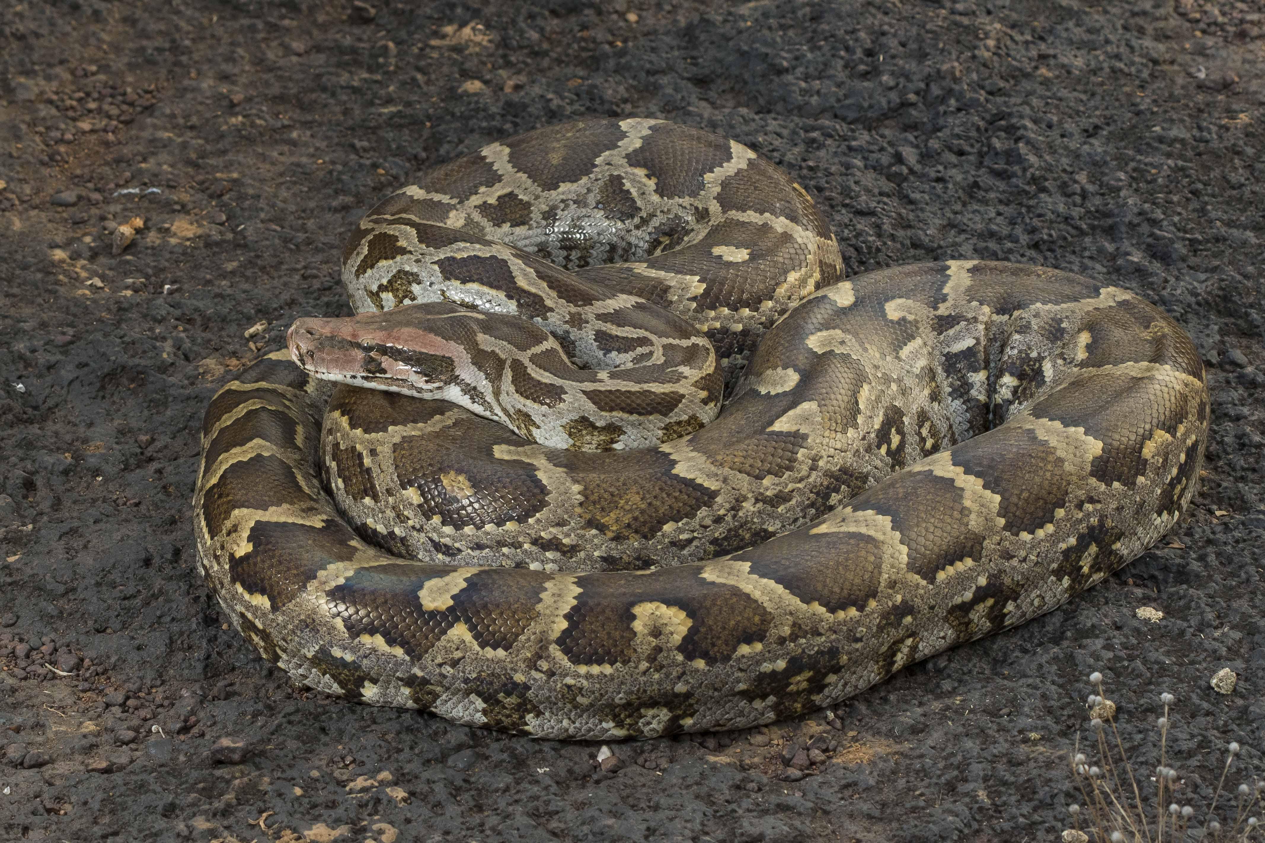 Indian_Rock_Python