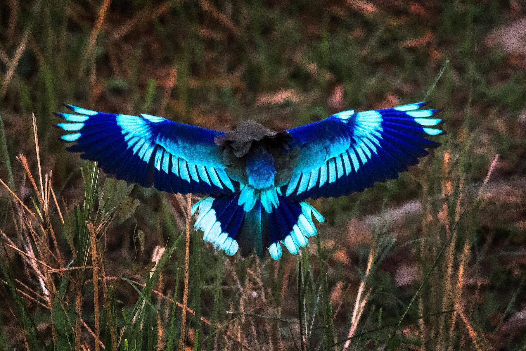 Indian_Roller